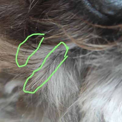 Schneideverbot für Vibrissen-Beitrag-Bild