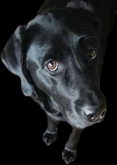 Black dogs are beautiful-Beitrag-Bild