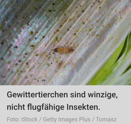 Welches Tier ist das?-Beitrag-Bild