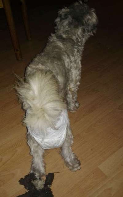 Läufigkeithose zerbissen-Beitrag-Bild