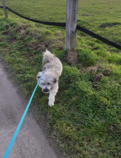 Leinenpflicht während Brut und Setzzeit-Beitrag-Bild