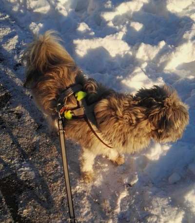 20. Farben Fotochallenge: Gold / Goldgelb / Stohgelb-Beitrag-Bild