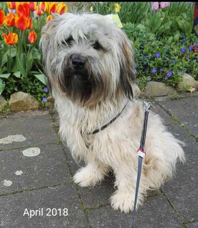 Vom Welpen zum Hund-Beitrag-Bild