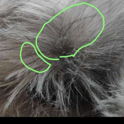 Vibrissen vom Friseur abgeschnitten-Beitrag-Bild