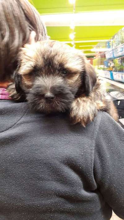 Vertrauen zwischen Hund und Halter-Beitrag-Bild