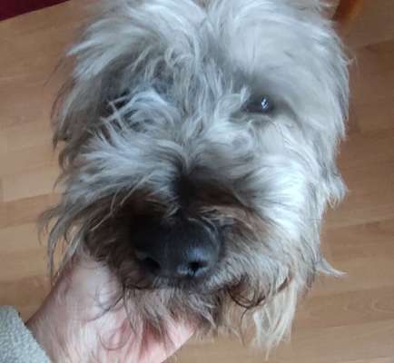 Schneideverbot für Vibrissen-Beitrag-Bild