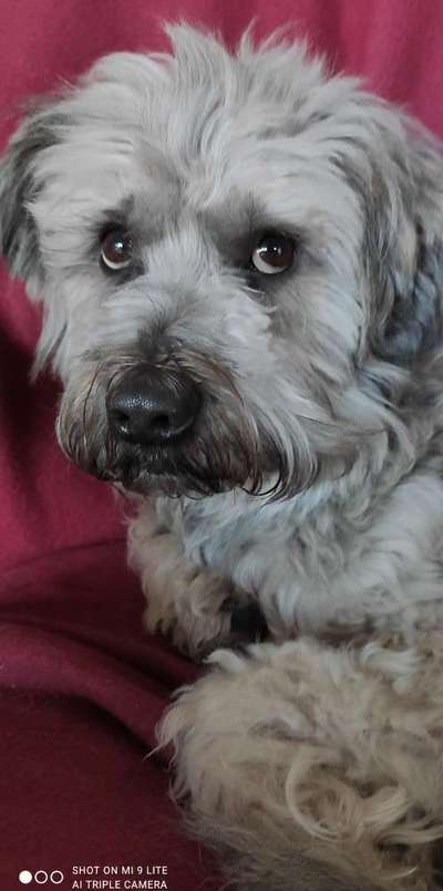 Austausch über Tibetdoodle-Beitrag-Bild