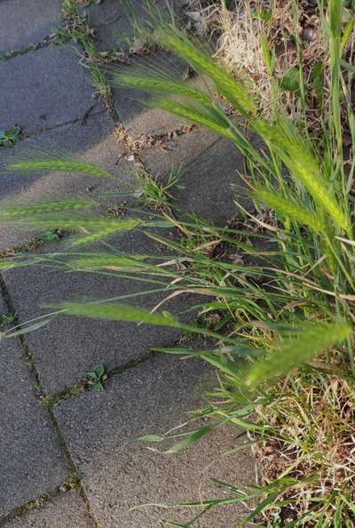 Granne im Ohr, Zwergpudel-Beitrag-Bild