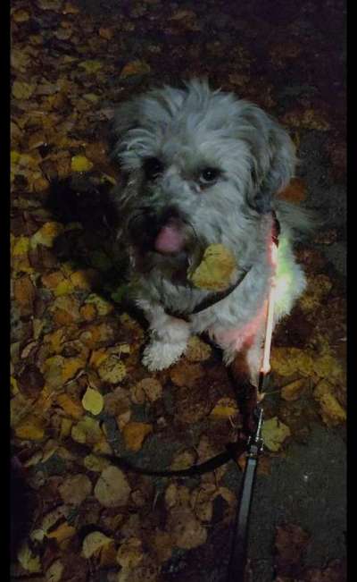 33.Farben Challenge: 
Thema Herbstfarben-Beitrag-Bild