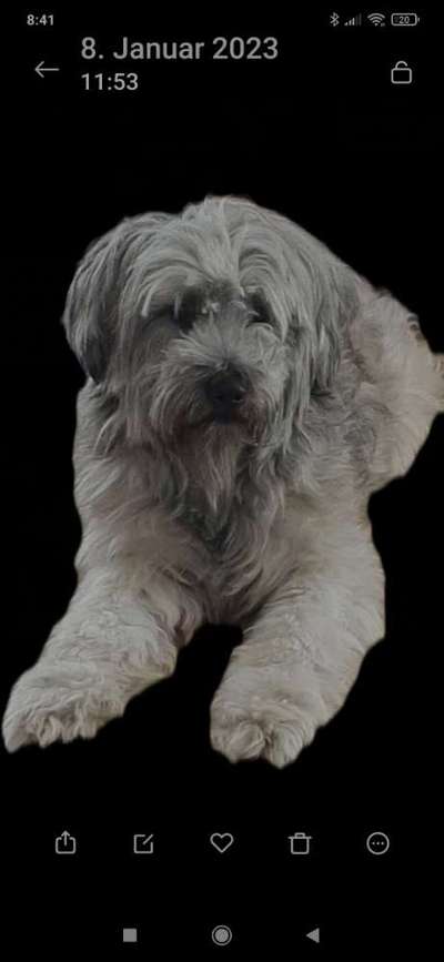 23. Collagen-Challenge: Portraits-Beitrag-Bild