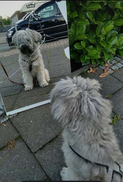 Dogorama Photo Challenge - Spieglein Spieglein . . .-Beitrag-Bild