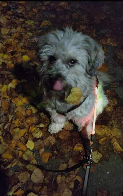 12. Farben Foto Challenge --- Braun-Beitrag-Bild