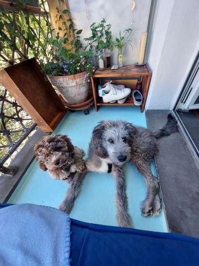 Gibts hier Mioritic Besitzer?-Beitrag-Bild