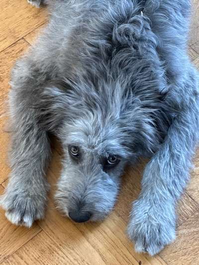 Gibts hier Mioritic Besitzer?-Beitrag-Bild