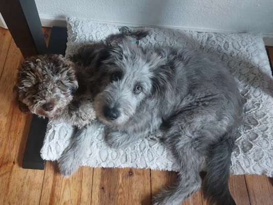 Gibts hier Mioritic Besitzer?-Beitrag-Bild