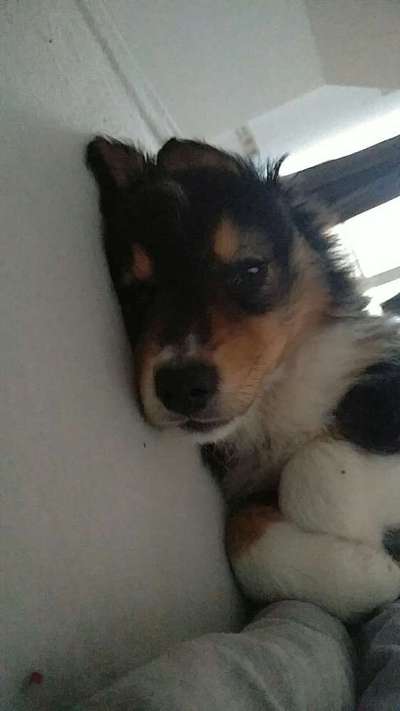 CHALLENGE NR. 19 - Der Hundeblick-Beitrag-Bild