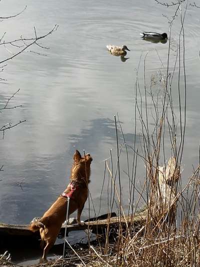 Dogorama-Monats-Challenge-Mai "Wasser"-Beitrag-Bild