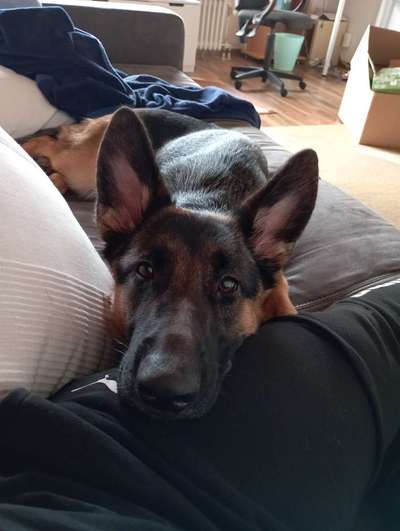 Alles rund um den Schäferhund, diskutieren erwünscht.-Beitrag-Bild