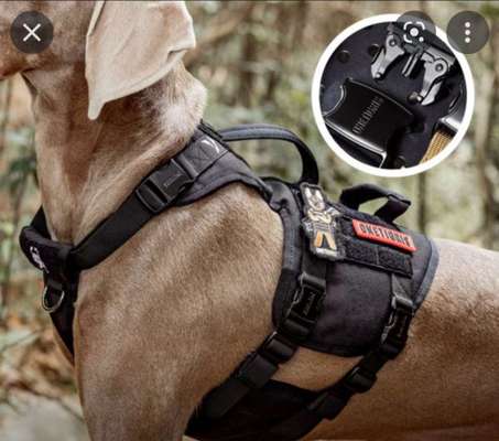 Alles rund um den Schäferhund, diskutieren erwünscht.-Beitrag-Bild