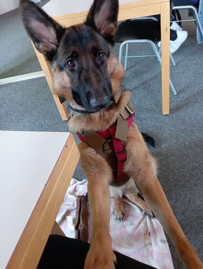 Alles rund um den Schäferhund, diskutieren erwünscht.-Beitrag-Bild