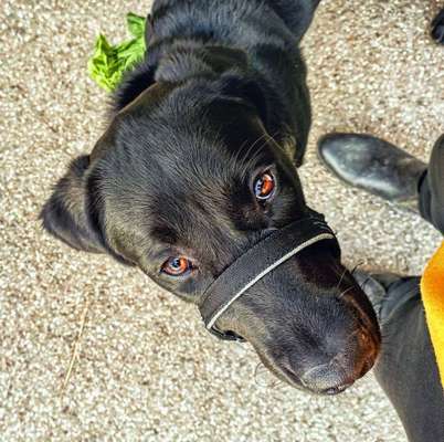 Labradorfans-Beitrag-Bild