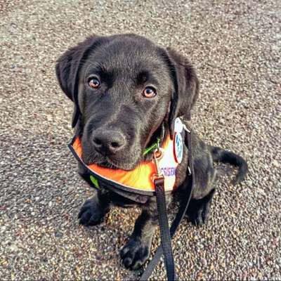 Mischlinge raten - Rätselspaß-Beitrag-Bild