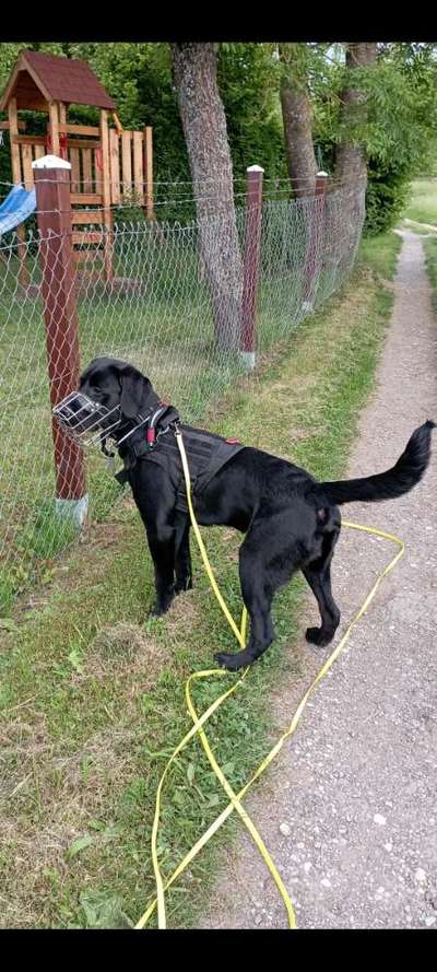 Labradorfans-Beitrag-Bild