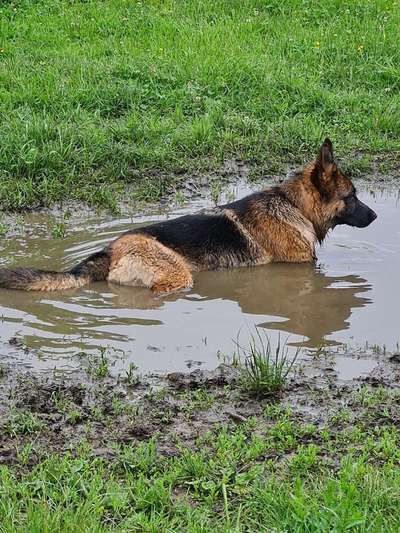 Die Dogorama Wochen Challenge: “Regenspaziergänge"-Beitrag-Bild