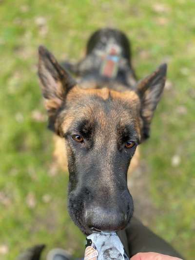 Fotochallenge Guten Appetit! Dein Hund beim futtern-Beitrag-Bild