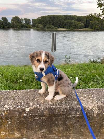Hundetreffen-Welpenspieltteff-Bild