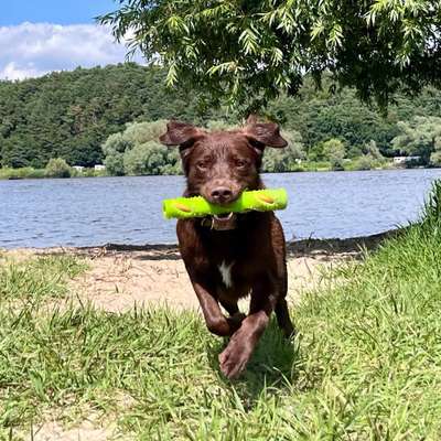 Hundetreffen-Social Walk-Bild