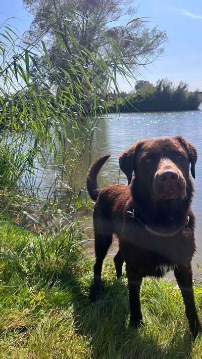 Hundetreffen-Hundebegegnungen, Spielen, gemeinsamer Spaziergang-Bild