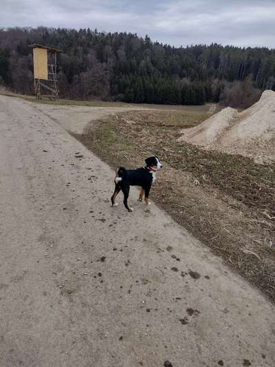 Appenzeller Sennenhunde-Beitrag-Bild