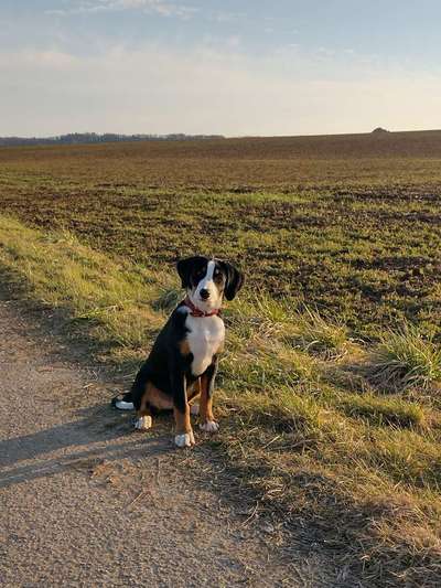 Appenzeller Sennenhunde-Beitrag-Bild