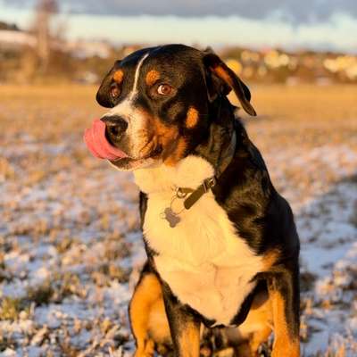 Hundetreffen-Hunderunde mit Karl-Bild