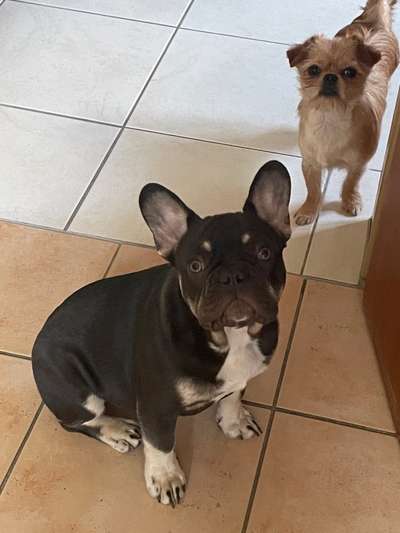 Französische Bulldoggen-Beitrag-Bild