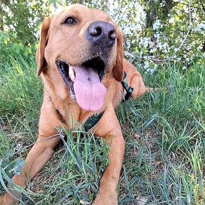 Hundetreffen-Gemeinsames Gassi gehen/ spielen-Bild