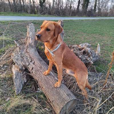 Hundetreffen-Gemeinsames Gassi gehen/ spielen-Bild