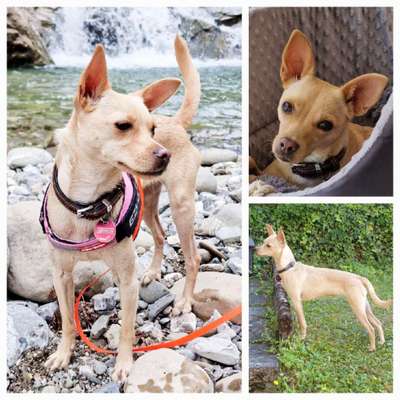 Mischlinge raten - Rätselspaß-Beitrag-Bild