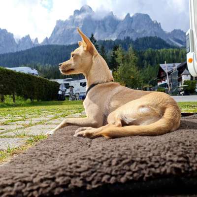 149. Foto Challenge: Wer ist hier der Boss!-Beitrag-Bild