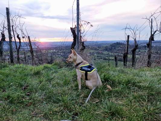 Podencomischling oder Podenco-Beitrag-Bild