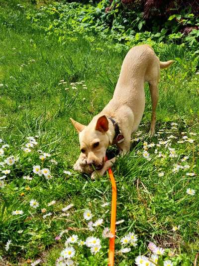 Die Dogorama Monats Challenge "Es grünt und blüht"-Beitrag-Bild