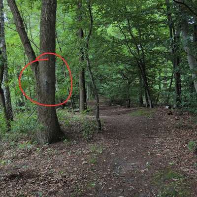 Giftköder-Eichenprozessionsspinner-Bild