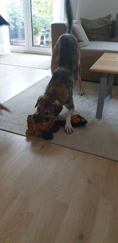 Die Dogorama Wochen Challenge-Beitrag-Bild