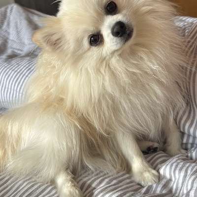 Hundetreffen-Spiel und gassipartner gesucht-Bild