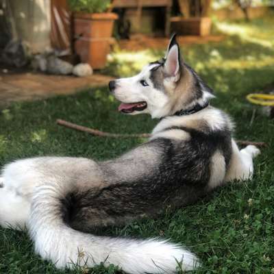 Hundetreffen-Husky/Junghund Playdate im Englischen Garten gesucht 🐺-Bild