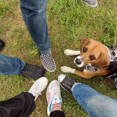 Hundetreffen-Gassirunde am Wochenende-Bild