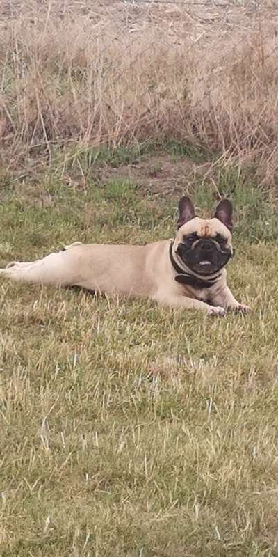 Französische Bulldoggen-Beitrag-Bild