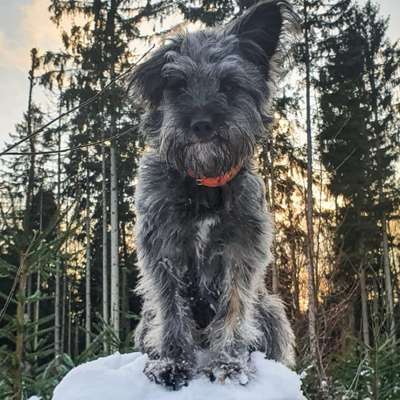 Hundetreffen-Junghundetreff Wittenberger Strand/Falkensteiner Ufer-Bild