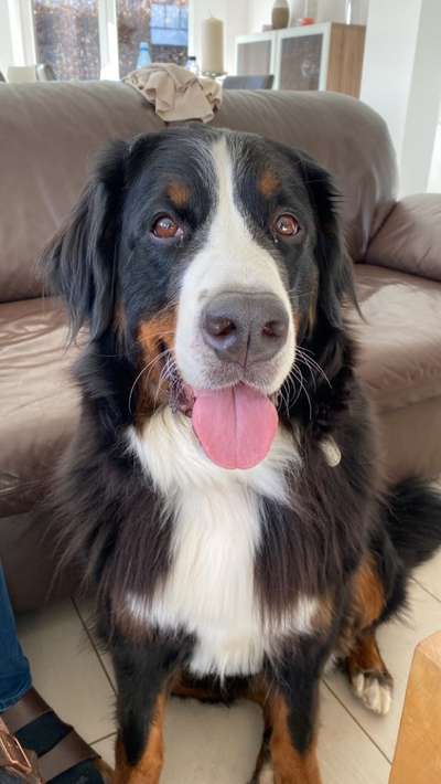 Berner Sennen-Beitrag-Bild